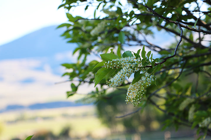 Blossoms Galore
