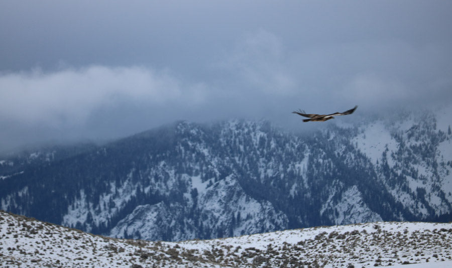 Eagles