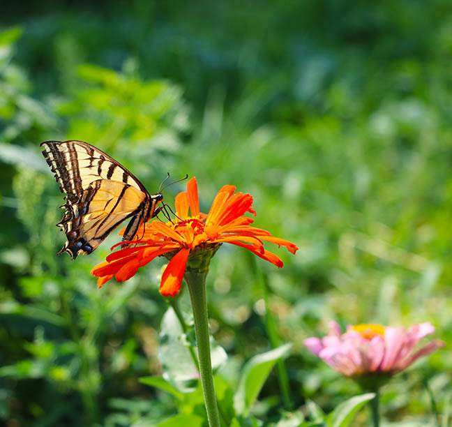 In the Garden