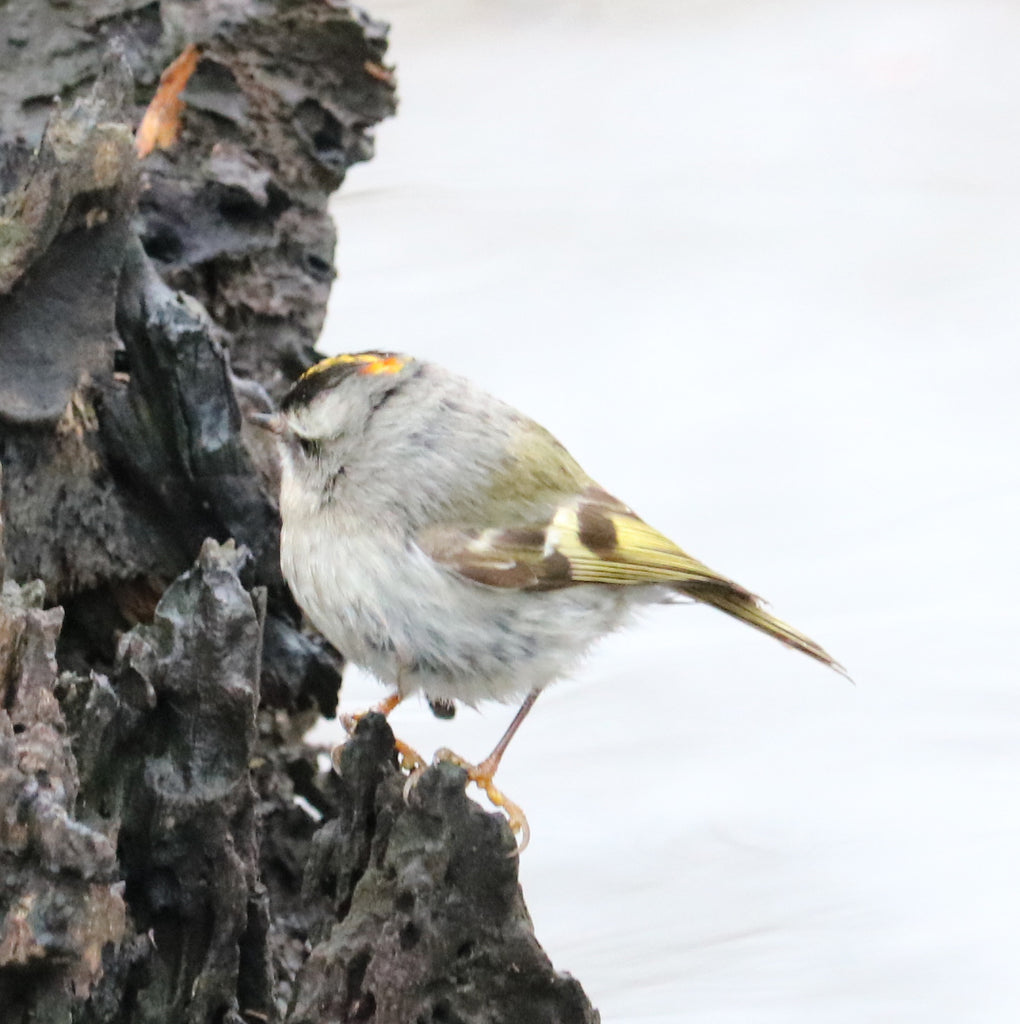 Birding at Fullersburg Woods Photos