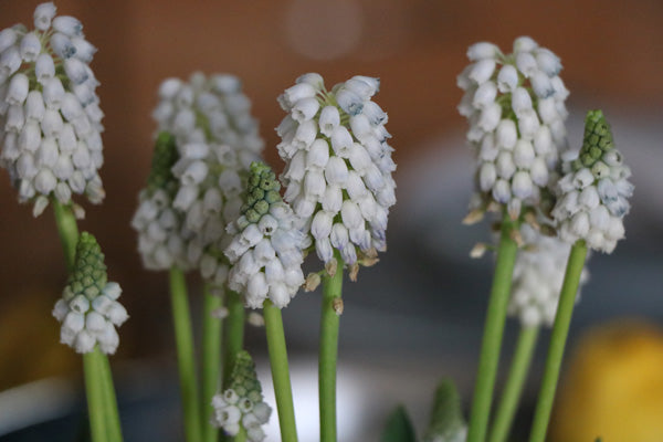 Spring Flowers to Plant