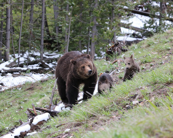 Just Got Back from Yellowstone and Shipping Packages Like Crazy