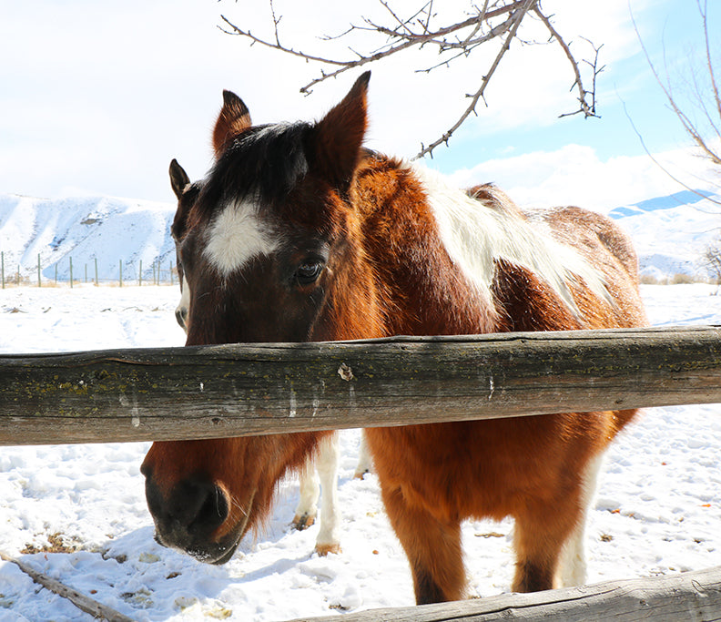 Hi Horse
