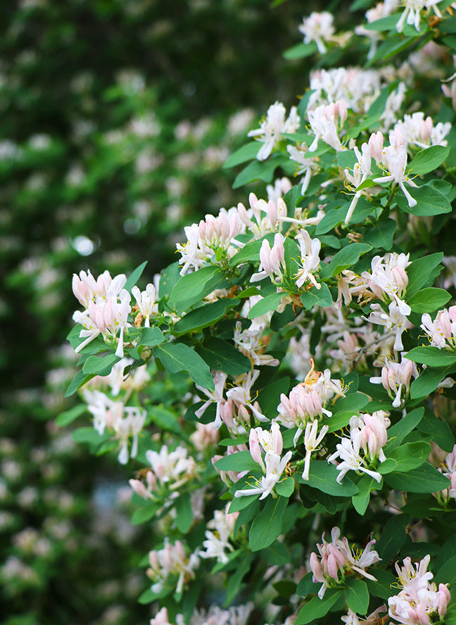 Honeysuckle Blossoms
