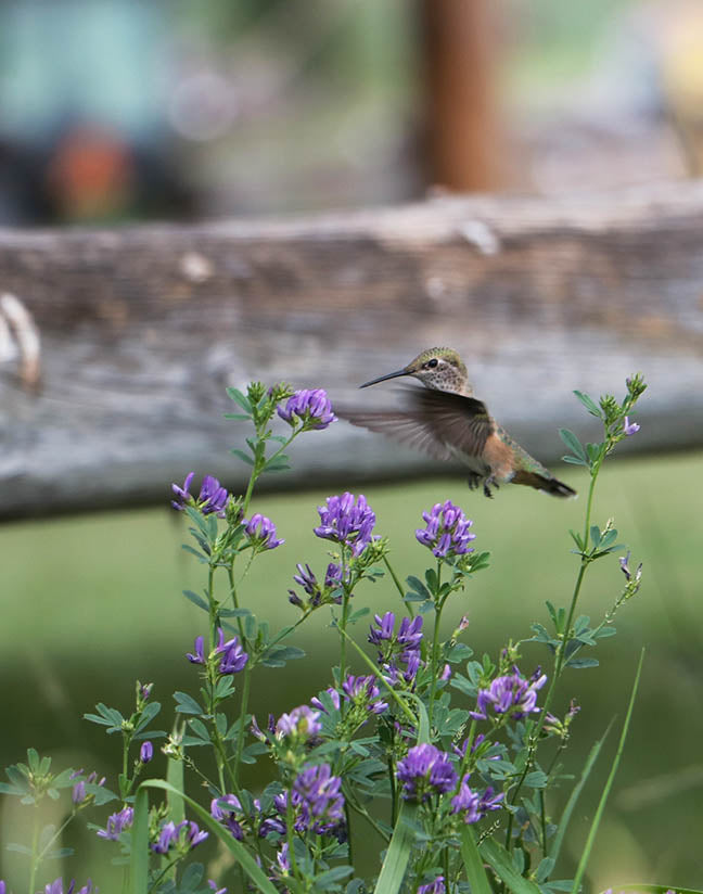 Hummingbird Garden