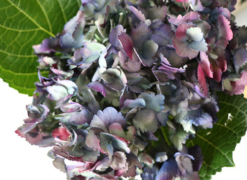 Purple Hydrangeas
