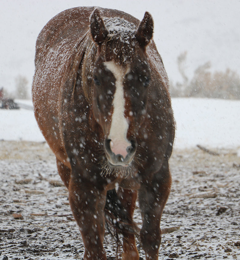 Snowy Spring
