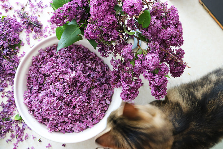 Lilac Season