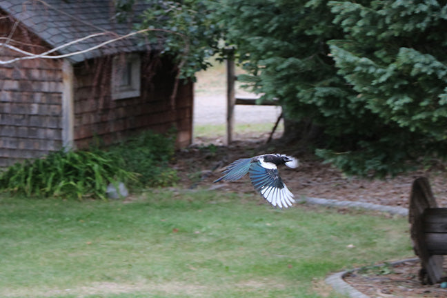 Birds in Idaho