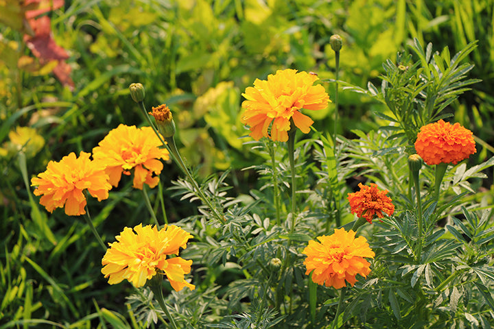 Garden Flowers