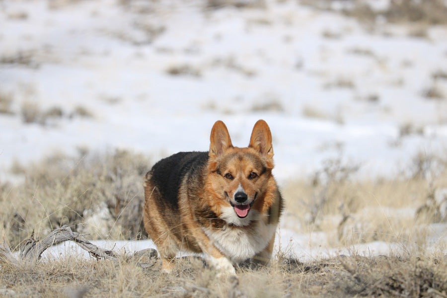 Max Loves to Wander