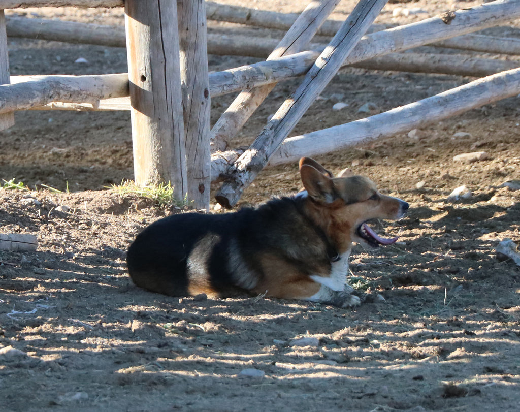 Herding Dogs