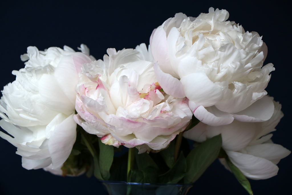 More Peonies