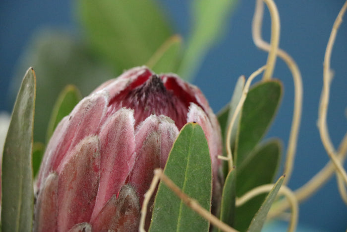 Protea Flowers