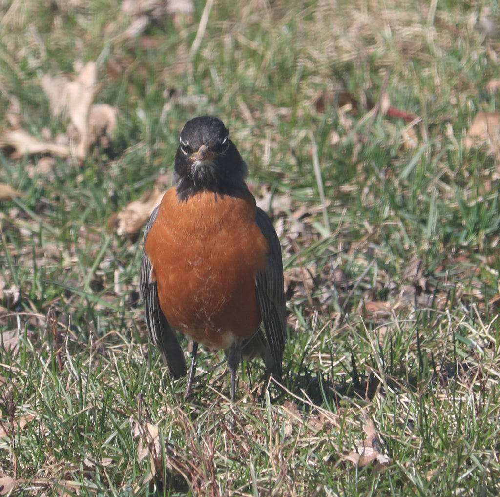 Angry Robin