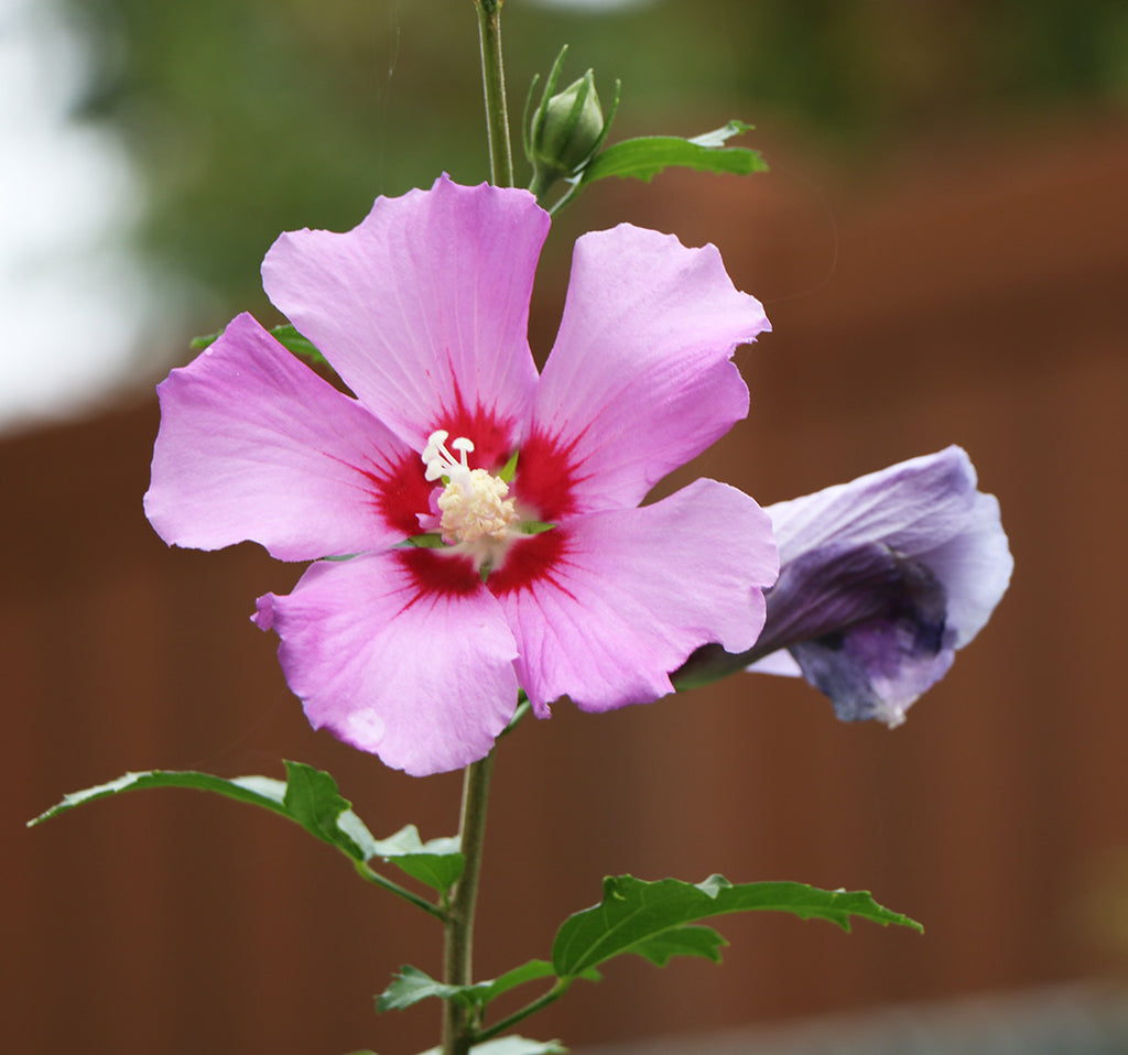 Garden Flowers