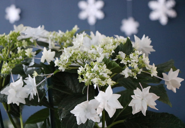 Shooting Star Hydrangeas