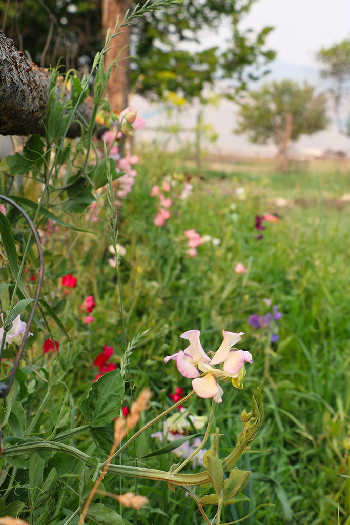 July Flowers