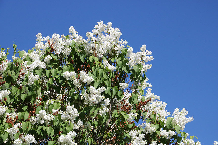 The Lilacs are In Bloom